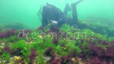 海洋中的光合作用，潜水员接触<strong>藻</strong>类合成的氧气泡。 水下岩石中的绿<strong>藻</strong>和红<strong>藻</strong>